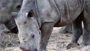 Rhino