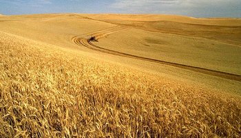 Wheat_harvest