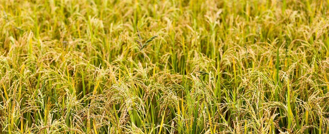 Crops growing in field