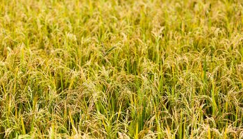 Crops growing in field